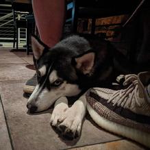 Idyllwild Brewpub restaurant view 3