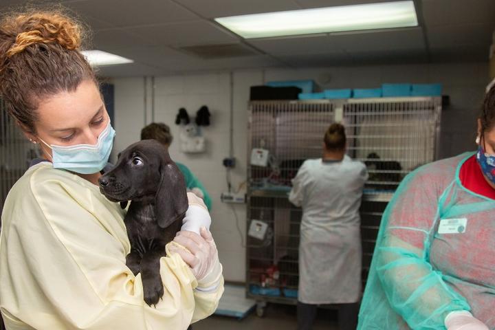 A rescue dog gets care and shelter.