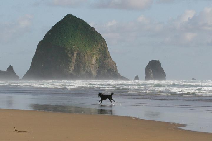 A dog runs off leash along pet-friendly Cannon Beach in Oregon.