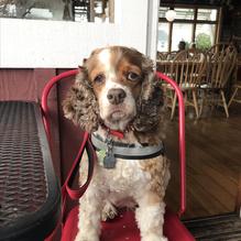 Sea Shanty Restaurant restaurant view 5