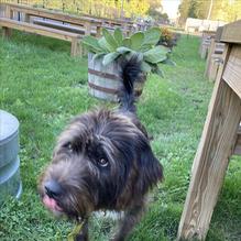 Buried Acorn Brewing Company restaurant view 2