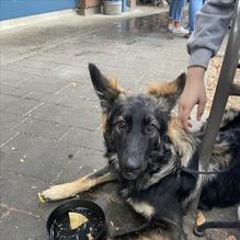 Lucky Luke Brewpub restaurant view 1