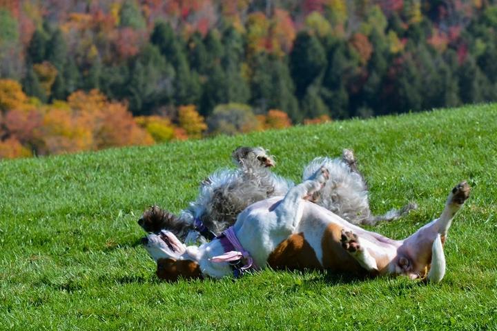 Two dogs roll in the grass at Dog Mountain.