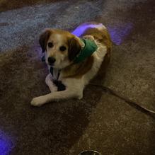 Ralston's Drafthouse restaurant view 2