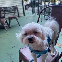 Mr. Gilberti's Place Chicago Pizza restaurant view 6