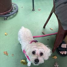 Mr. Gilberti's Place Chicago Pizza restaurant view 5