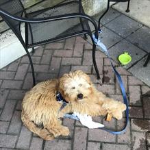 P.J. Whelihan's Pub + Restaurant restaurant view 2