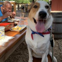 Julian Beer Company restaurant view 1