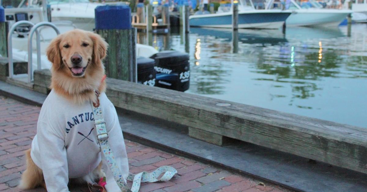 There once was a dog in Nantucket.
