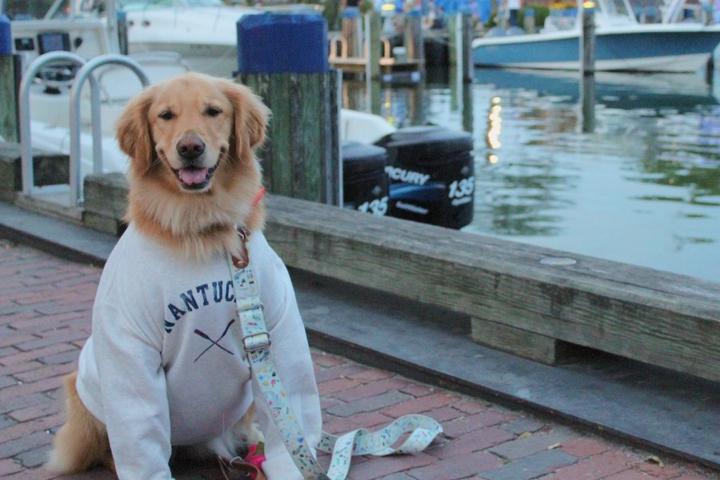 A dog on vacation in Nantucket.