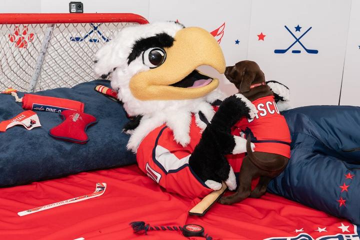 A dog plays with the mascot of the Washington Capitals.