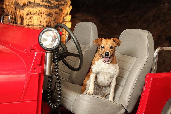 A dog on a tour of Fantastic Caverns.