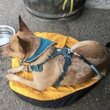 Citizen 33 Brewery restaurant view 1