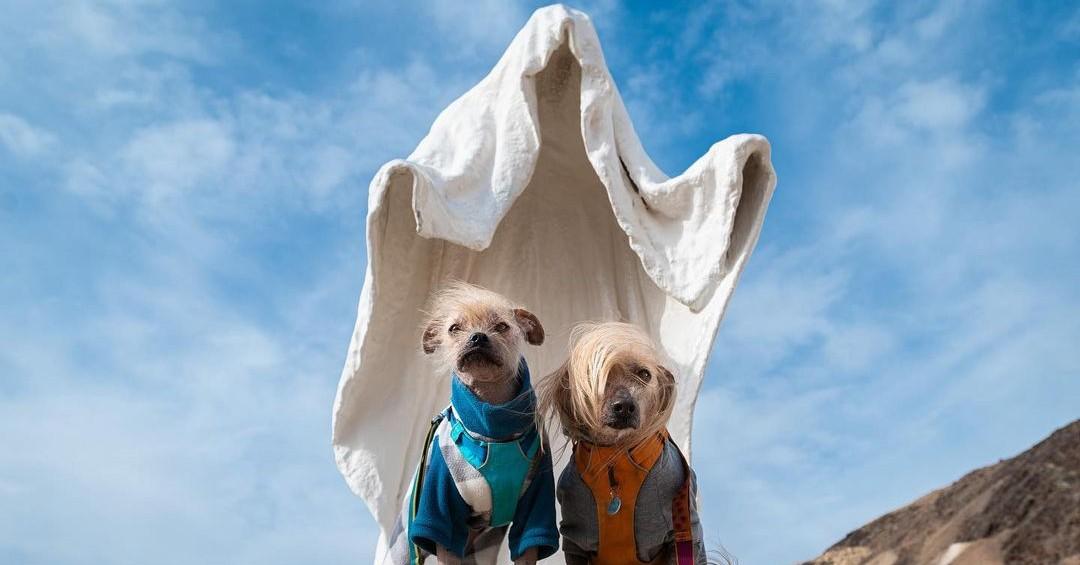 Fur-Raising Places to Bring Fido on Halloween
