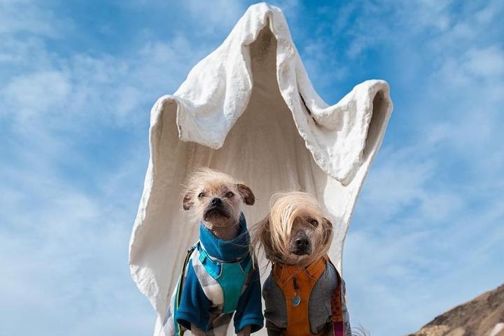 Two dogs visit the pet-friendly Goldwell Open Air Museum.