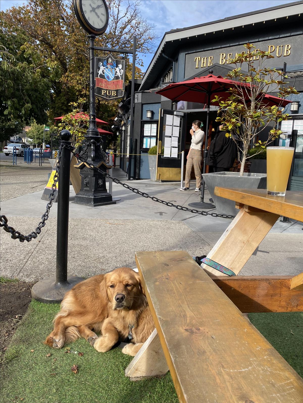 The Beagle Pub restaurant view 1