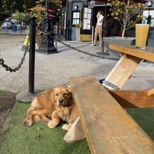 The Beagle Pub restaurant view 1