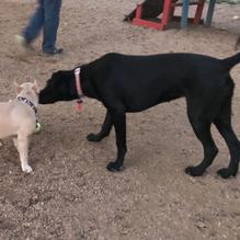 Dog House Drinkery & Dog Park restaurant view 1