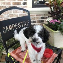 Campestre restaurant view 3