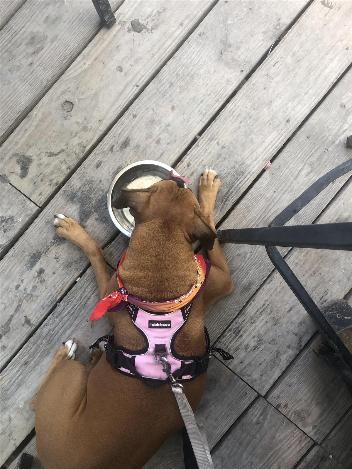 Hungry Tarpon restaurant view 3