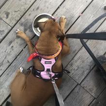 Hungry Tarpon restaurant view 3