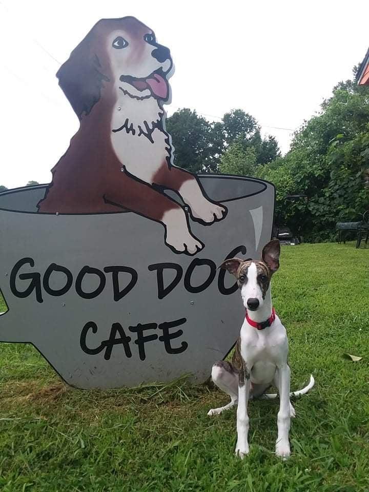 Ozark dog outlet bowl