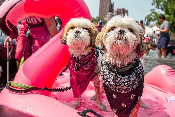 Dog-Friendly Events November 2021
