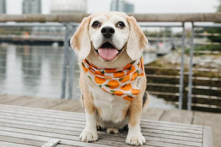 Adoptable Dogs October 2021