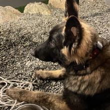 Mason's Brewing Co. restaurant view 7