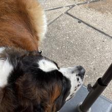 Iron Horse York restaurant view 4