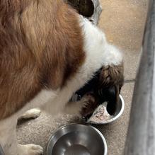 Iron Horse York restaurant view 3