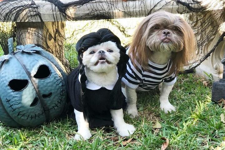 Two dogs look amazing in their Wednesday and Pugsley Addams Dog Costumes.
