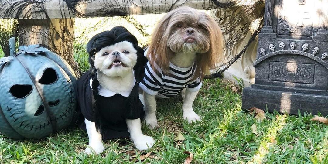 Amazing dog outlet costumes