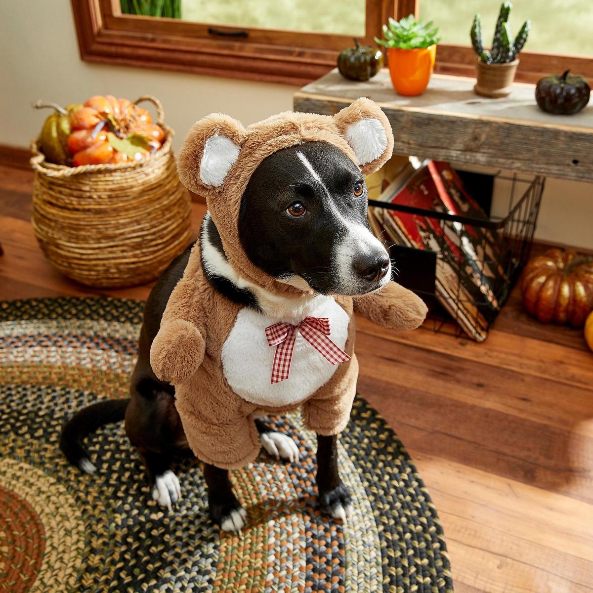 The Best Halloween Dog Costumes for 2021 - BringFido