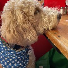 Jacques Brasserie restaurant view 1