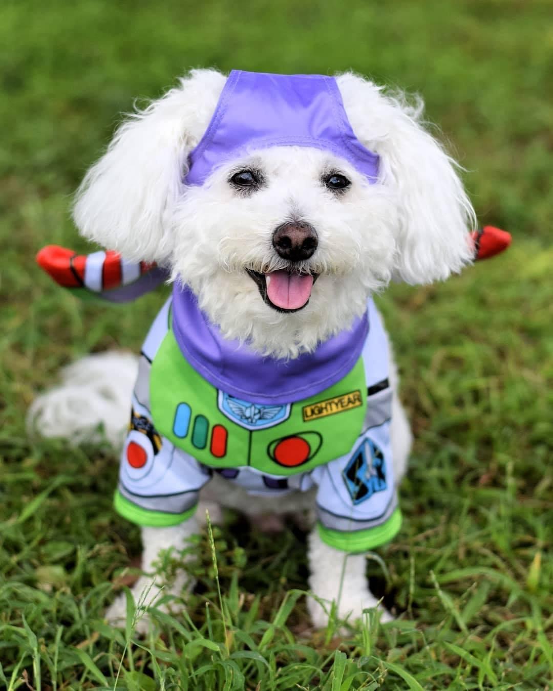 The 20 Best Halloween Dog Costumes for 2020 - BringFido