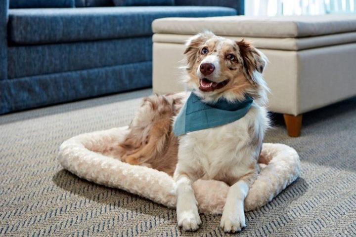New Pet-Friendly Hotels: November 2021 New Pet-Friendly Hotels: November 2021