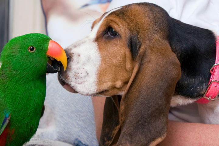 Pet-Friendly Zoos, Wildlife Sanctuaries and Safari Parks