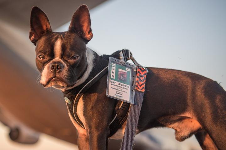 Why Flying With a Pet Just Got More Complicated