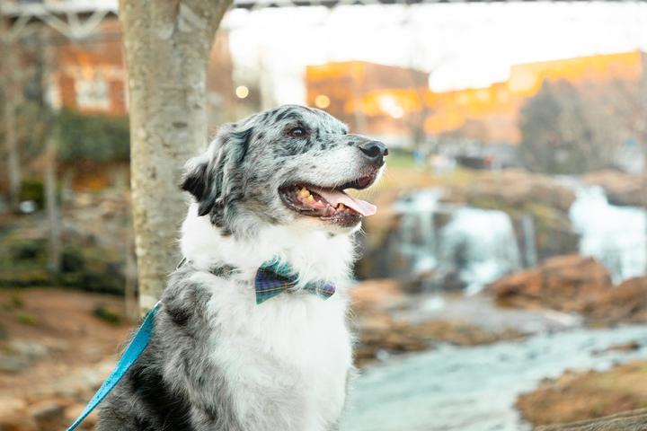A beautiful dog in Falls Park on the Reedy in Greenville, SC.