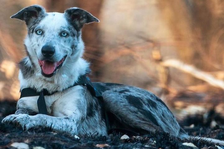 Bear the Koala Rescuing Dog