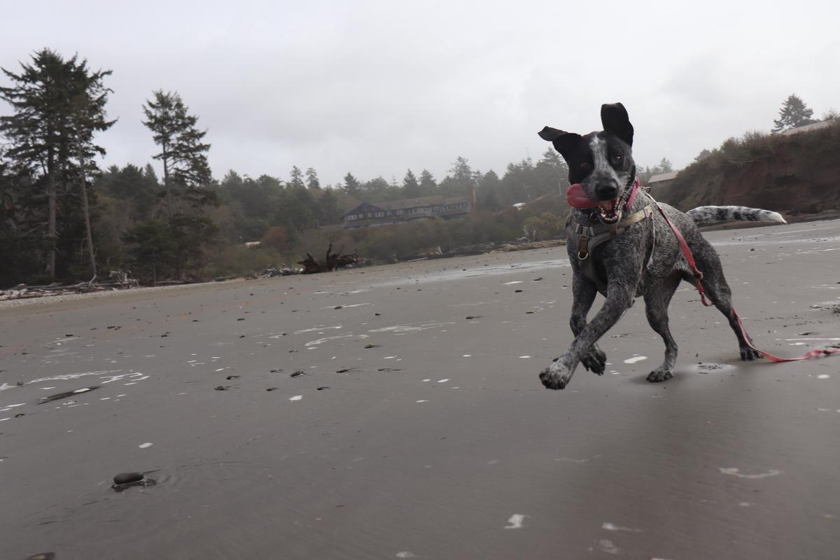Kalaloch Creek Nature Trail Beach