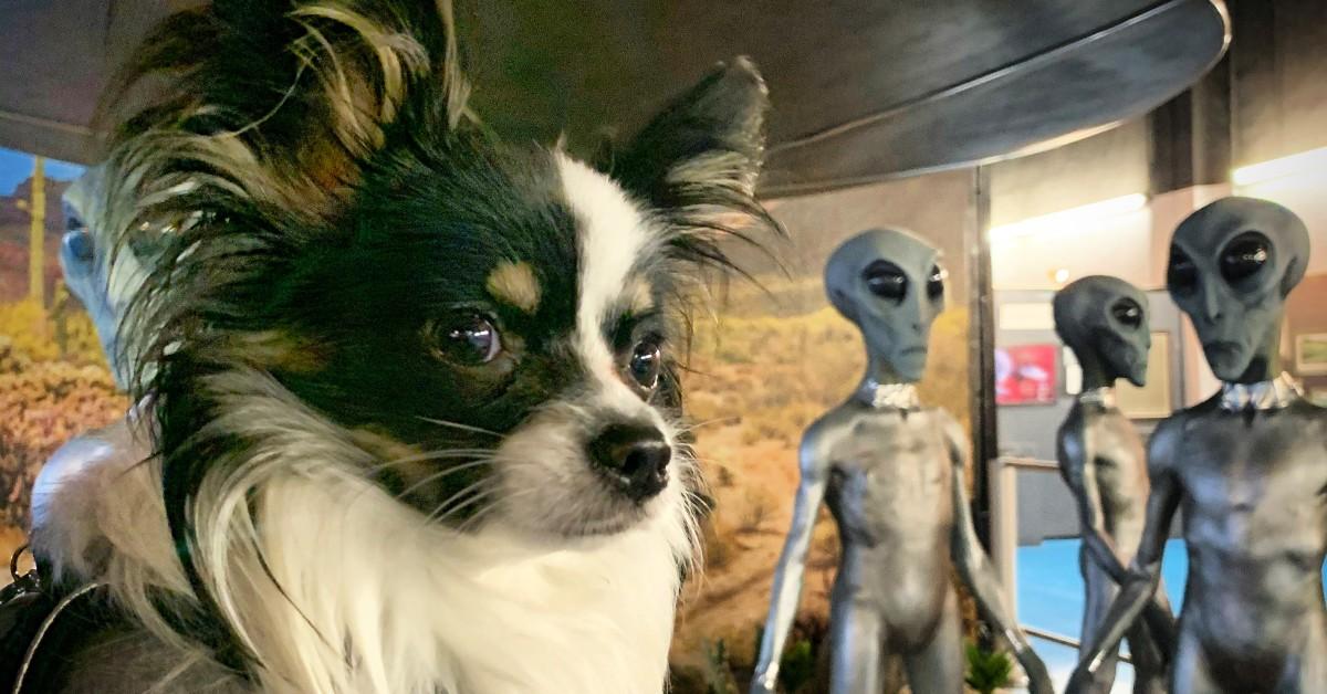 Weird Museums That Welcome Dogs