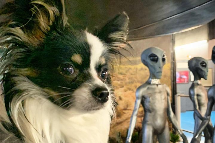 A dog visits the pet-friendly International UFO Museum.