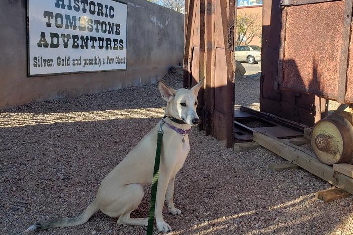 A dog at the Good Enough Mine Tour, a pet-friendly tour in Tombstone, AZ.