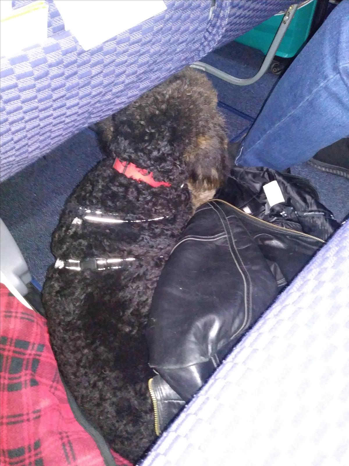Copa cargo pets top