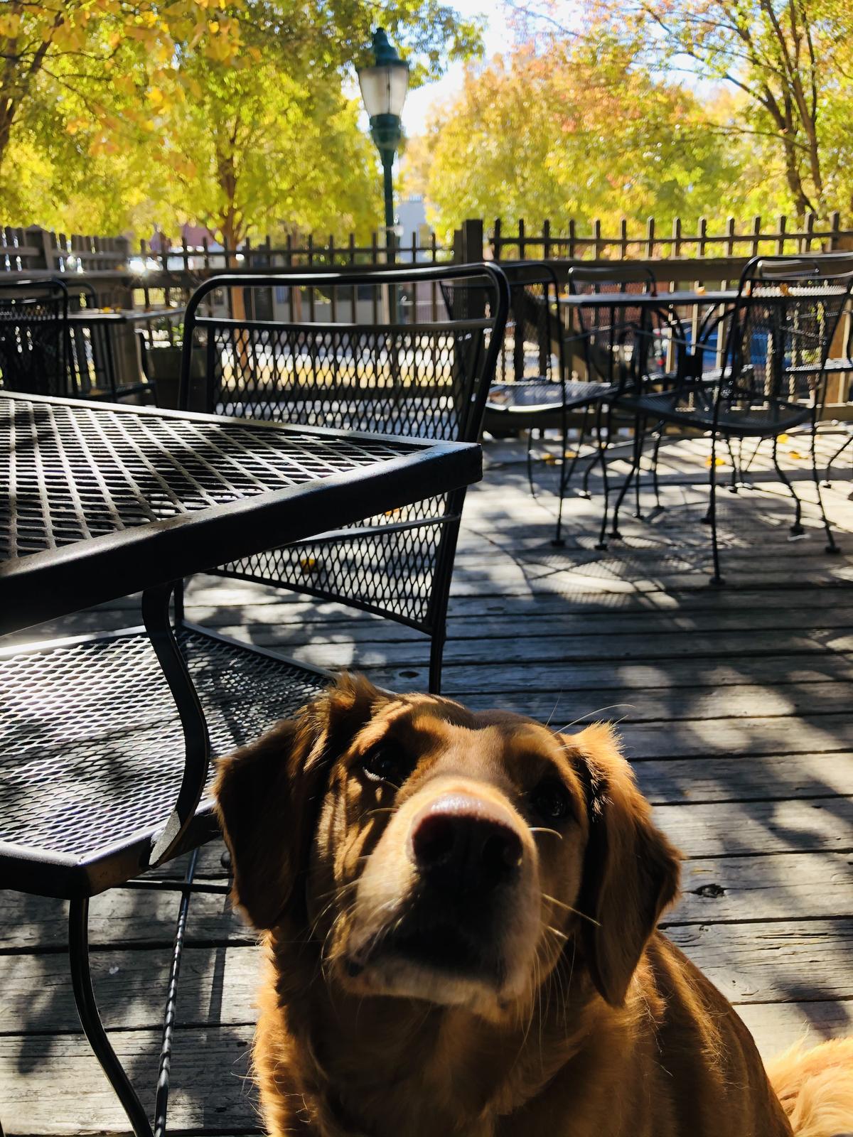 Hair of the Dog restaurant view 6