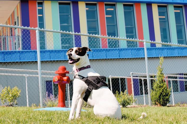 Adoptable Dogs November 2021