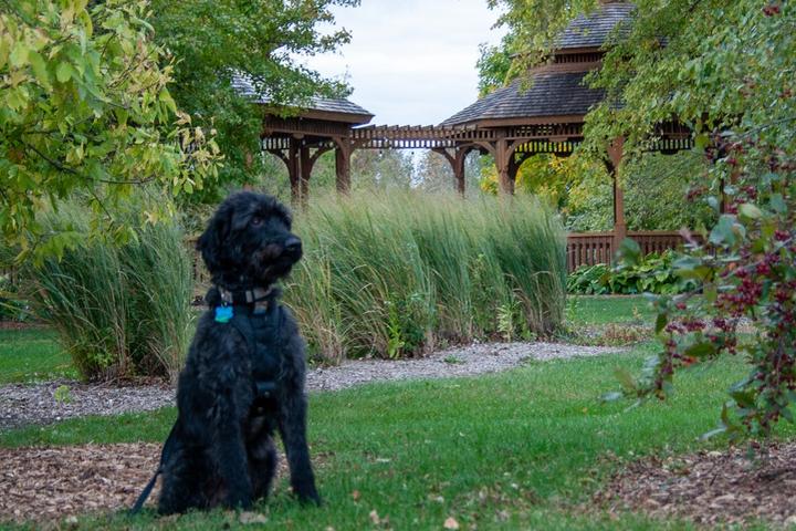 A cute dog enjoys a walk in the Iowa Arboretum.