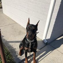 C J's Corner Grill restaurant view 1